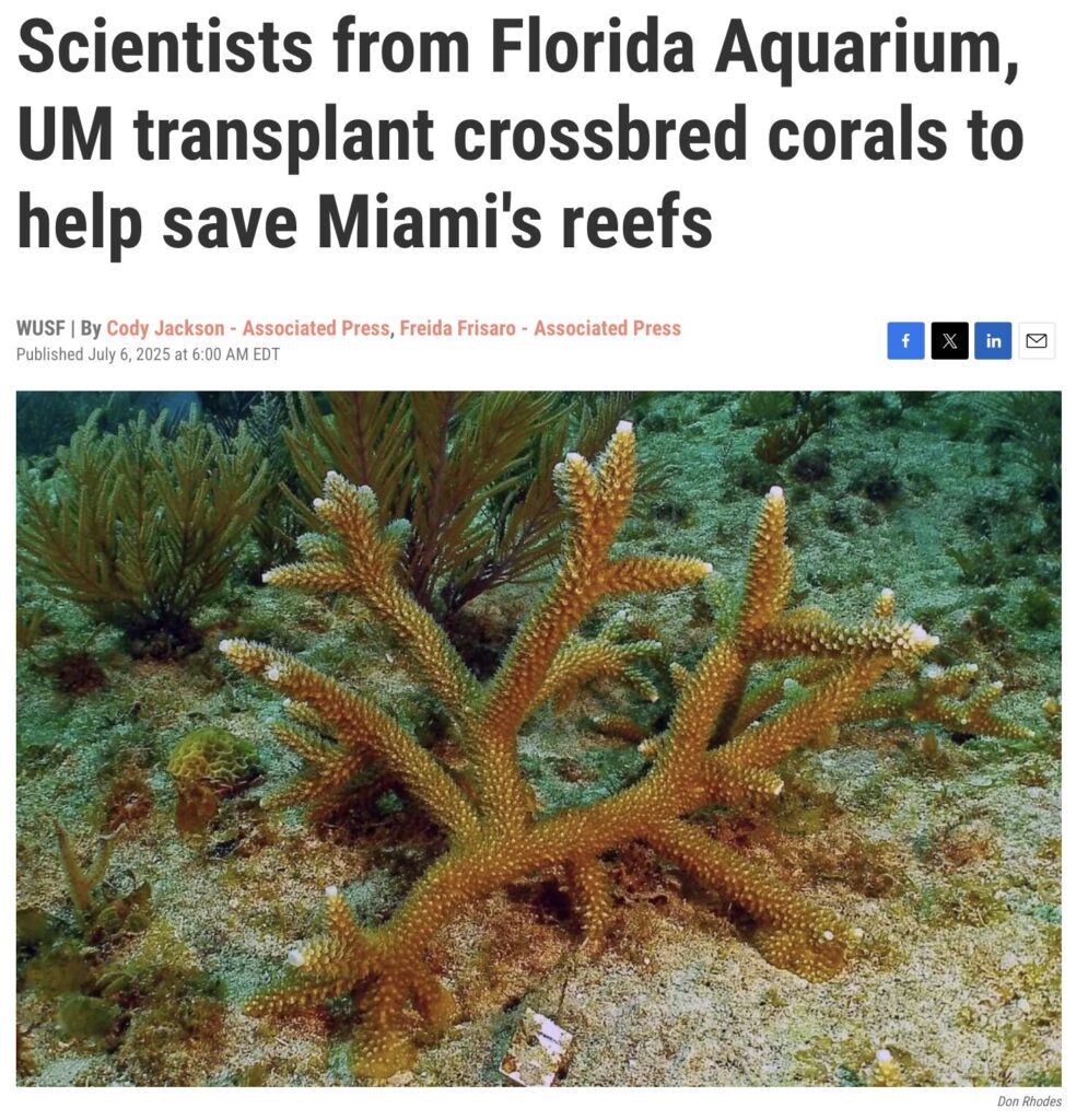 Scientists from Florida Aquarium transplant crossbred corals to help save Miami's reefs